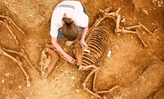 Во Франции обнаружено загадочное 2000-летнее захоронение с 28 жеребцами