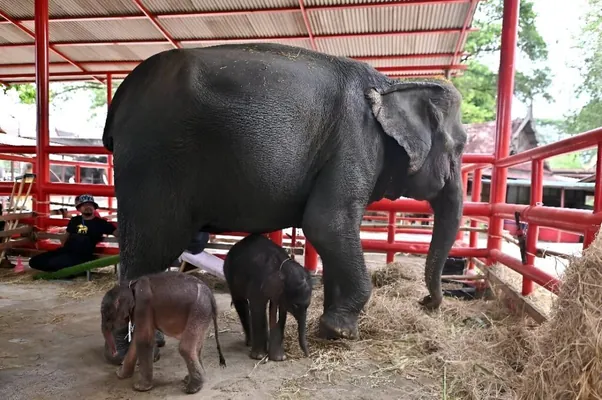В Таиланде у слонихи родились здоровые близнецы. Это большая редкость