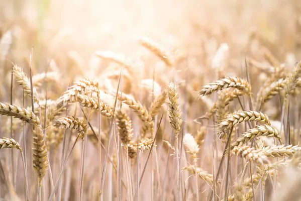 Брассиностероиды: найден способ защитить урожай злаковых культур от засухи