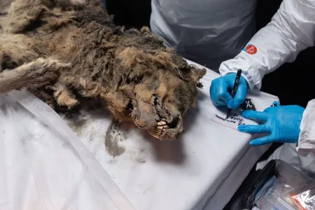 Тайны древнего хищника: В Якутии изучили мумию волка возрастом более 44 тысяч лет
