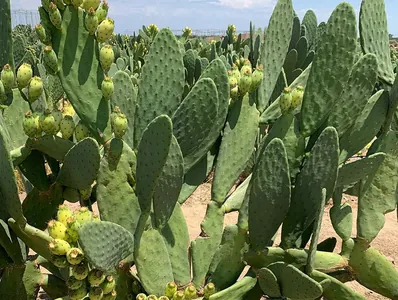 Alymlar kaktus armydynyň bio ýangyç üçin amatlydygyny aýdýarlar