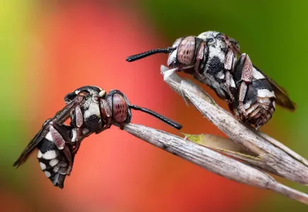 В Великобритании объявили победителей конкурса фотографий насекомых