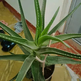 aloevera