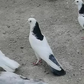 Kepderi Sizi şey