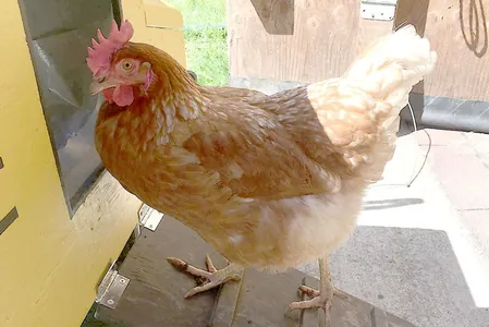 Курица Лесли из Канады установила рекорд Гиннесса: она знает цифры, буквы и цвета
