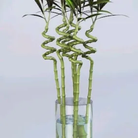 Bambuk waza