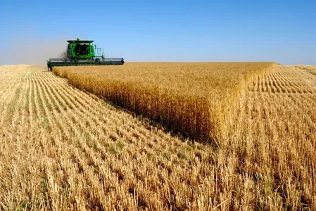 В Балканском и Дашогузском велаятах завершили сбор пшеницы