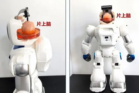 Китайские ученые создали робота с искусственным человеческим мозгом