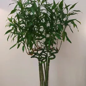 Бамбук со стеклянной вазой