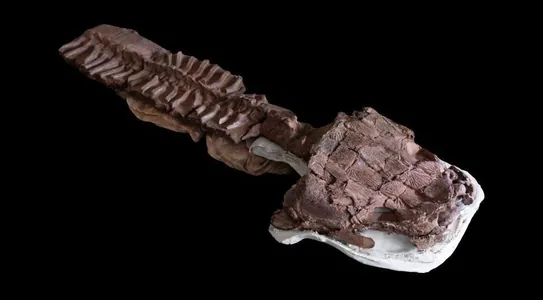 В Намибии обнаружен гигантский хищник, живший до эпохи динозавров