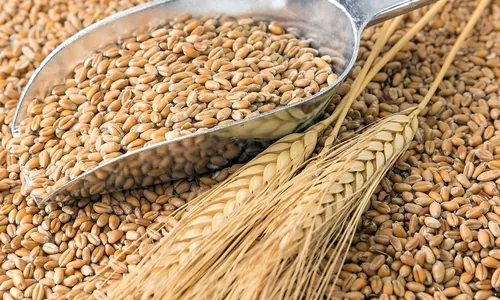 Хлеборобы Ахала и Лебапа собрали более 700 тысяч тонн пшеницы
