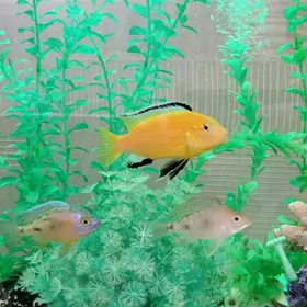 yellow рыба