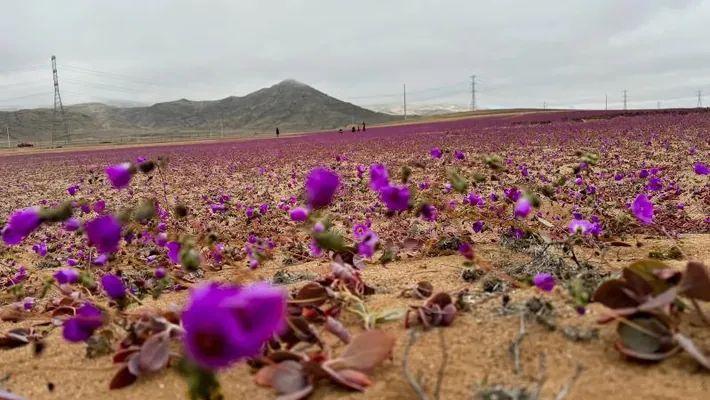 Редчайшее явление: самая засушливая пустыня в мире покрылась цветами