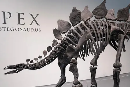 Скелет стегозавра возрастом 161 млн лет выставлен на аукцион Sotheby's