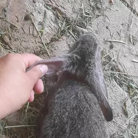 Towşan