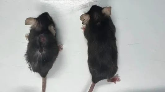 Ученые замедлили старение у мышей, продлив им жизнь на 20%: начались испытания на людях