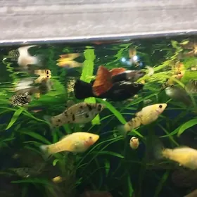 аквариум рыбка akwarum balyk