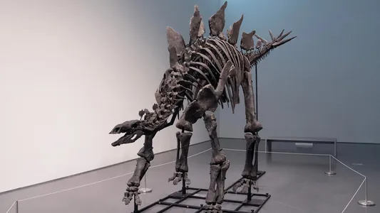 Стегозавр «Апекс» продан на аукционе за рекордные $44,6 млн