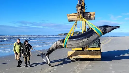 Редчайшего в мире кита выбросило на берег в Новой Зеландии: никто не видел его вживую