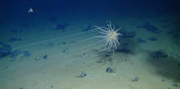 «Темный кислород»: Геологи нашли новый источник кислорода на дне океана
