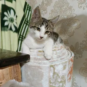 котята