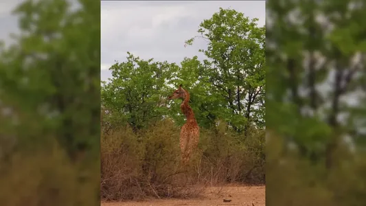 В ЮАР обнаружили жирафа с зигзагообразной шеей