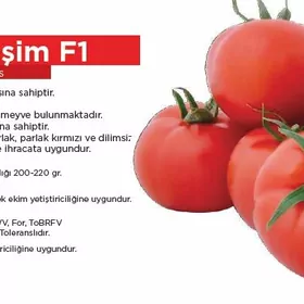 Ýeşim F1