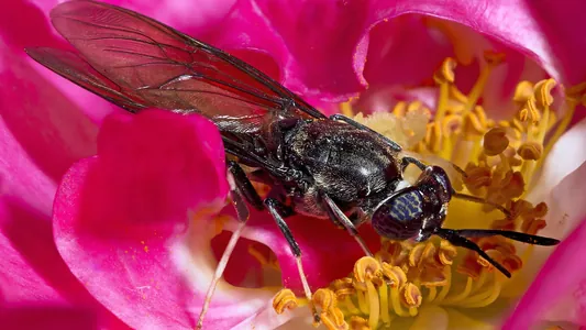 Модифицированные мухи помогут решить проблемы загрязнения планеты