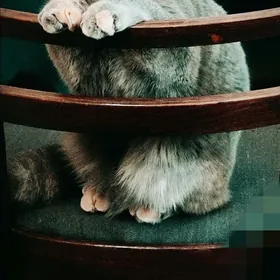 СРОЧНО сатлык Вислоухий кошка