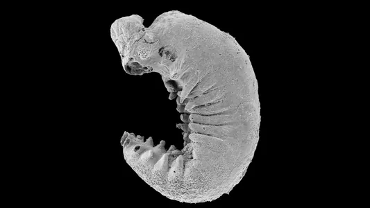 500 миллионов лет спустя: найдены останки крошечной личинки с сохраненным мозгом