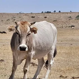 şygyrlar we öküzler