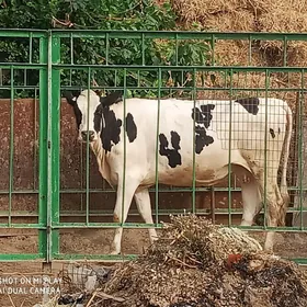 Golişteýin Tüwe