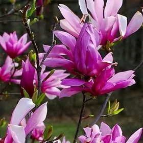 Magnolia Lilliflora Tohumy