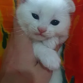 Шотландские котята фолд ^-^