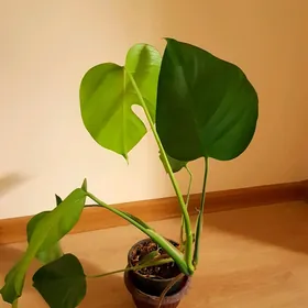 monstera