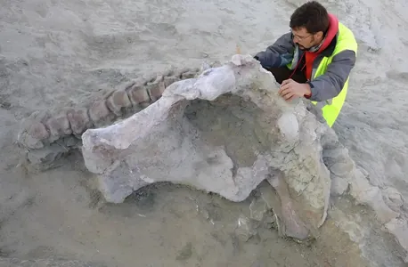 Ispaniýada titanozawrlaryň täze görnüşi tapyldy