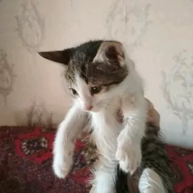 КОТЁНОК