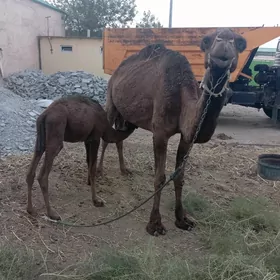 köşekli düýe