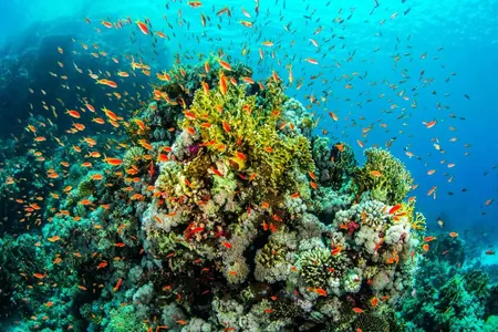 Ýuwaş ummanynyň suwüsti temperaturasy 600 ýyllyk rekordy täzeledi. Bu merjenleriň üsti bilen anyklandy