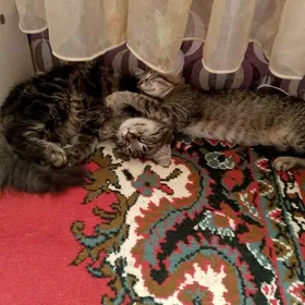 котёнок