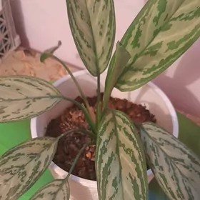 aglaonema benjamin aloe difenb