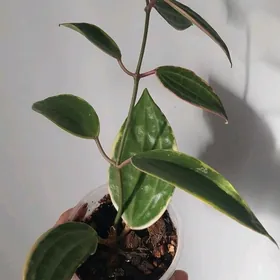 hoya makrofilla