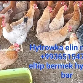 JÜYJE TOWUK HORAZ İNDUK ÖRDEK