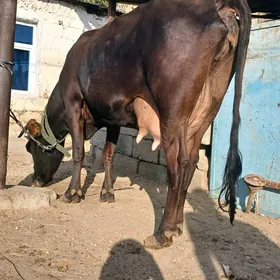 goleli sygyr şwet tohum