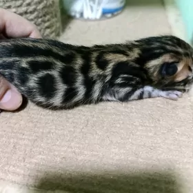 Bengal