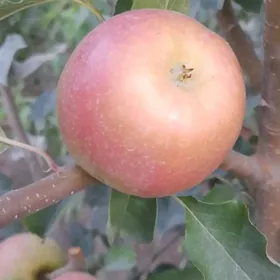 Dürli görnüşli miweli baglar