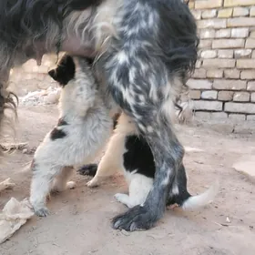 Ahotnici damaşni gujukler