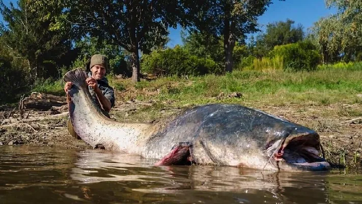 Balykçy Çehiýanyň taryhynda iň uly lakga balygyny tutdy: onuň uzynlygy 2,64 metre ýetýär