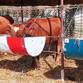 Ýola düşen oküz