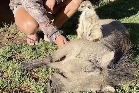 Afrikadaky goraghanada “Şa ýolbars” multfilminden hakyky Timon we Pumba tapyldy